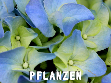 pflanzen 2019